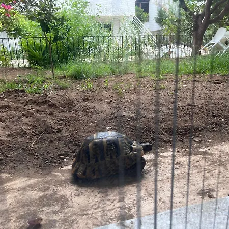 Hekimkoy * 안탈리아